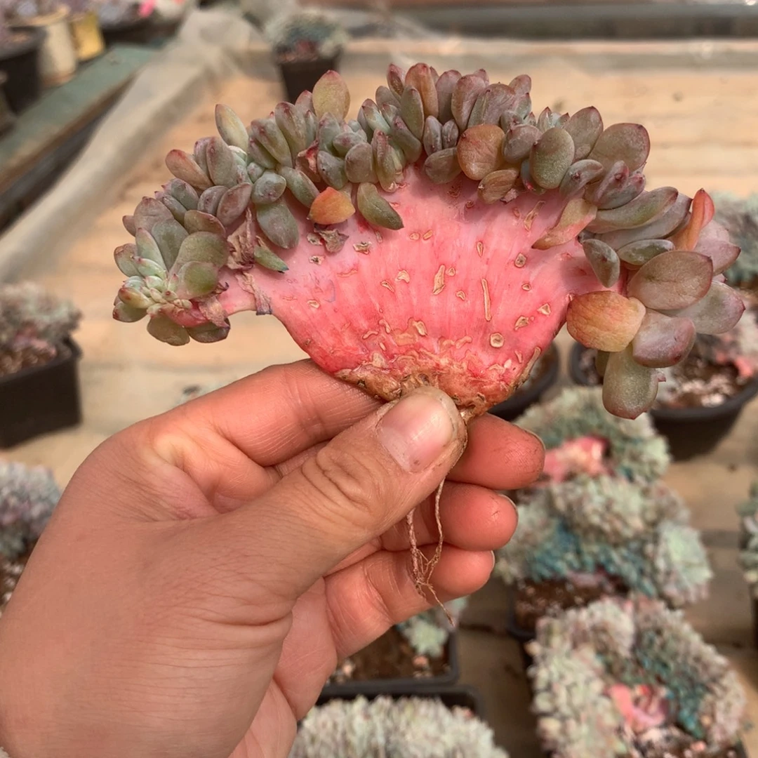 无花朵ddd下播特炸多肉