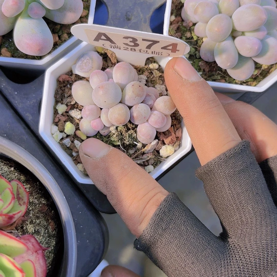 A374汤圆群一物一拍