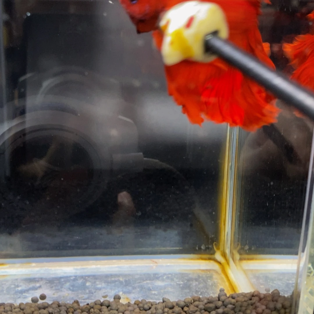 满***成斗鱼384巨斗111111