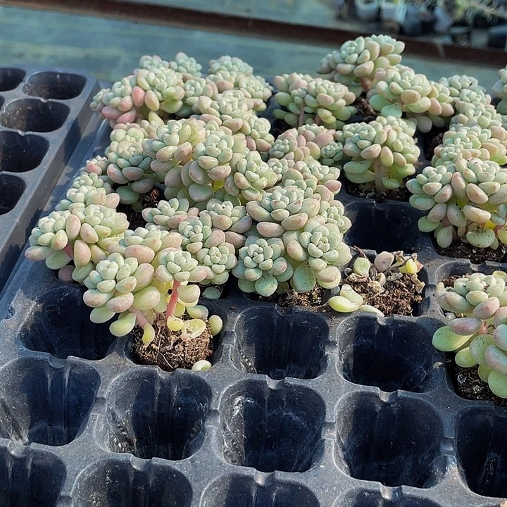 小泡泡糖1元带土发货