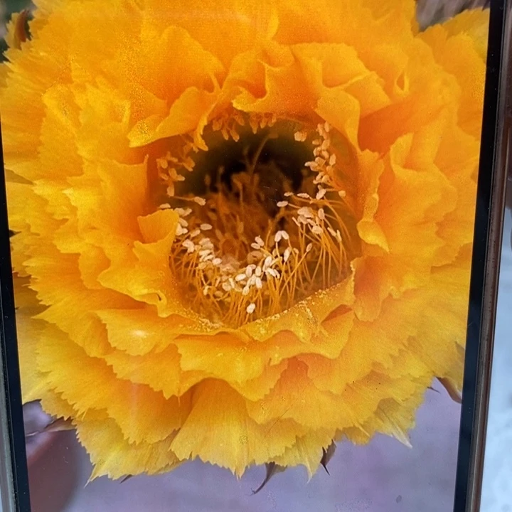 彩草黄羽毛8公分左右