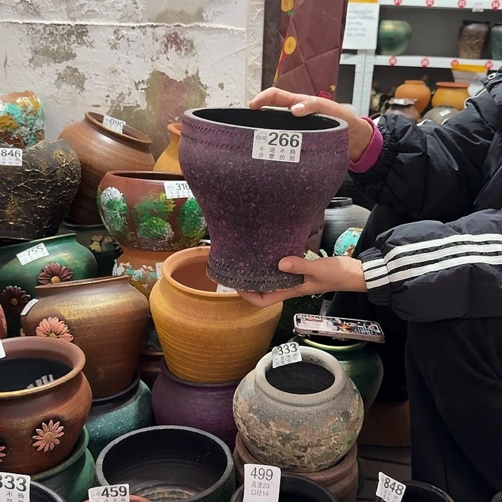 紫色鱼尾266高度20