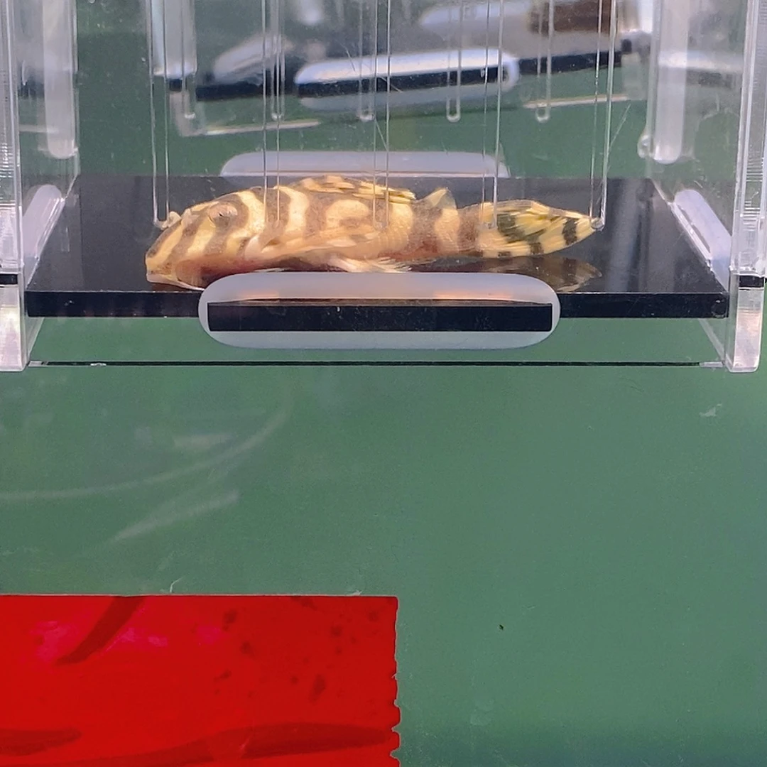 清道夫鱼皇室异型11号