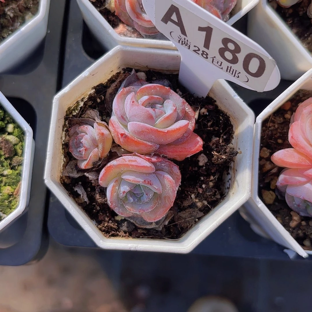 A180布鲁兰一物一拍