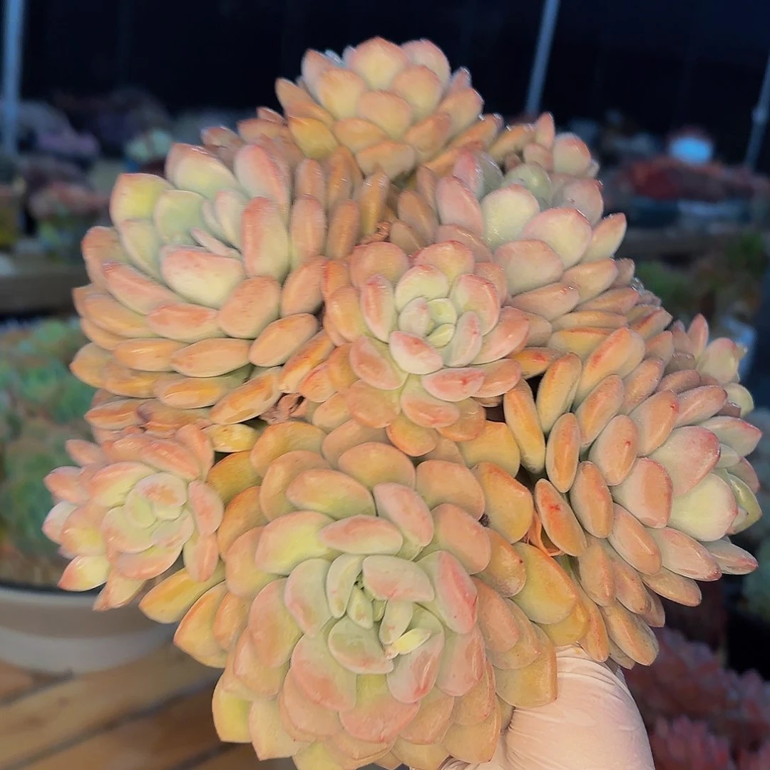 双*哦哦哦哦哦哦哦哦哦哦哦