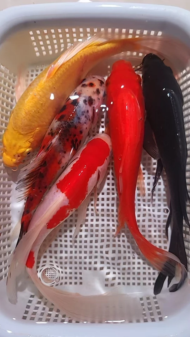 5号五福临门【1红金1红白草1兰花1黄1黑 10-12厘米】冷水观赏鱼包邮