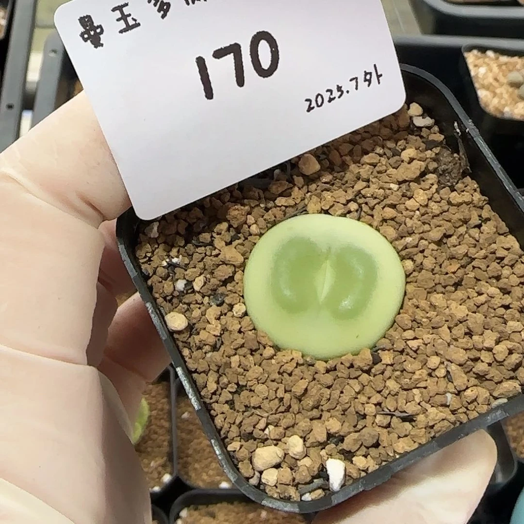 米***奇多肉多肉多肉7-170