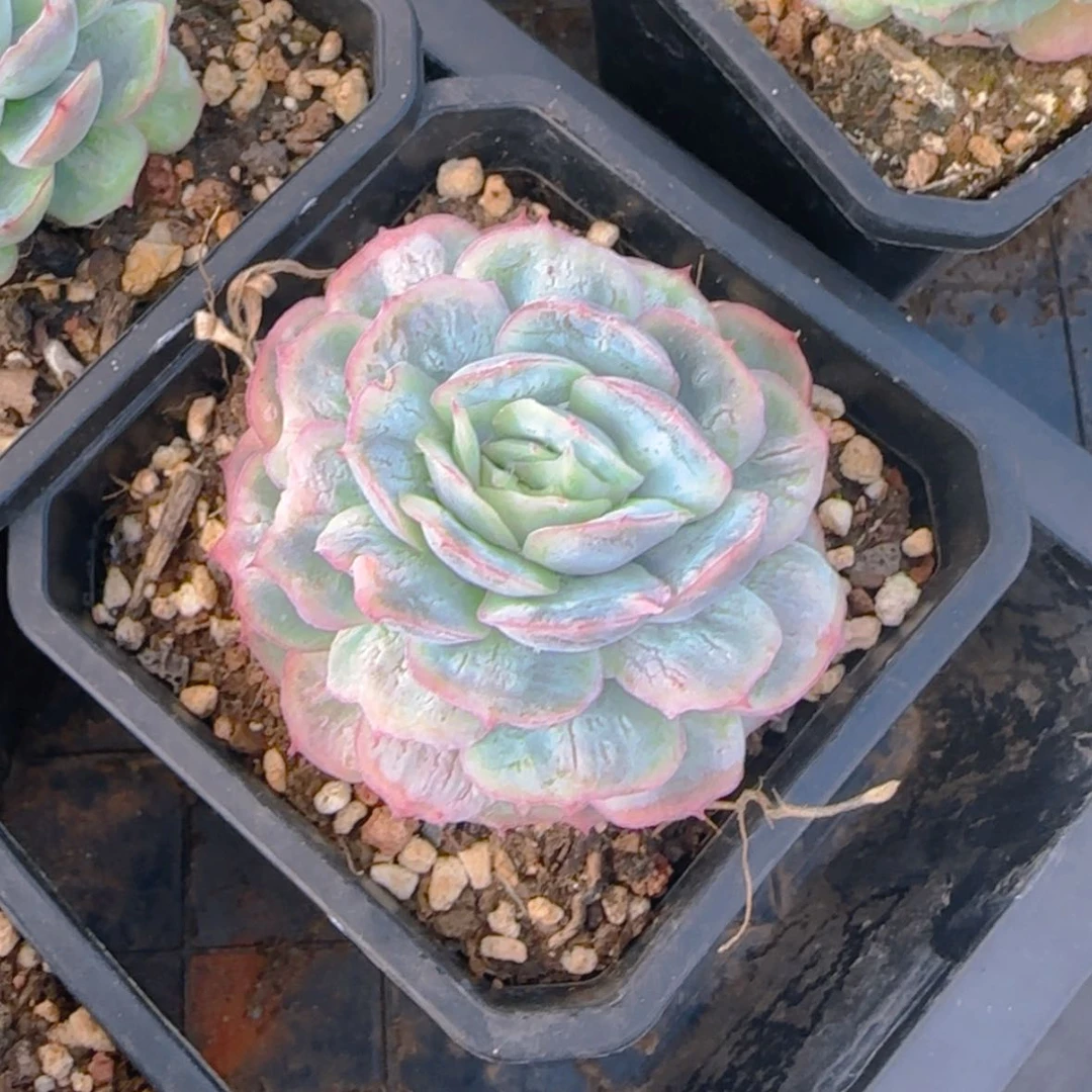 【闪购商品】小泡泡纱裙19.9