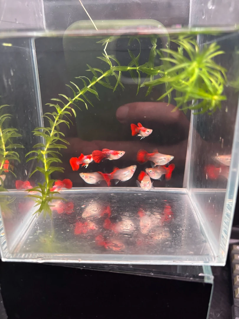 精品黄爆球4-5月孔雀鱼