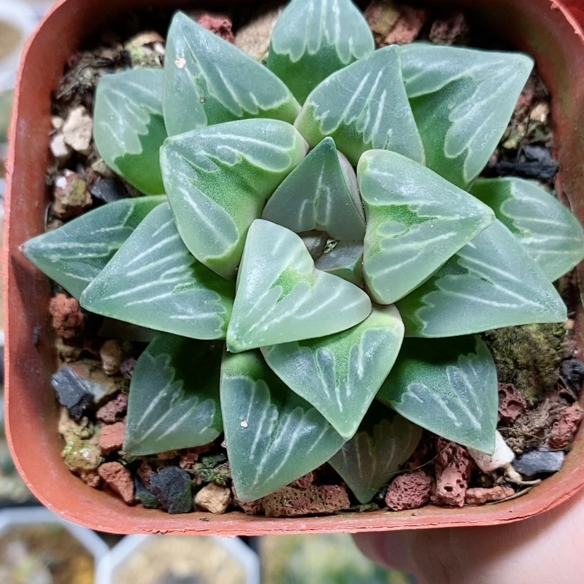 【闪购商品】90绿玻璃
