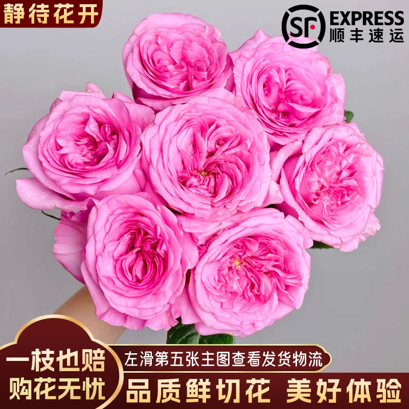 【静待花开】梦想家-20枝单头玫瑰 云南品质鲜花斗南花卉顺丰包邮