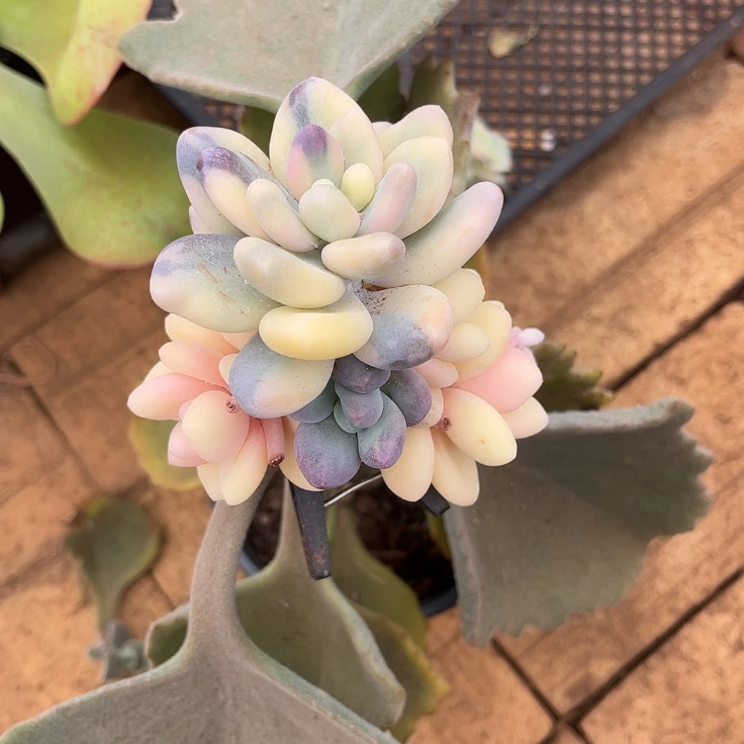 寄养链接的肉肉的肉肉