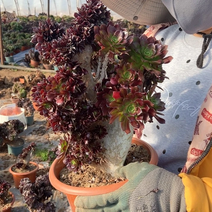 只****赵黑法缀化546 n n n n n