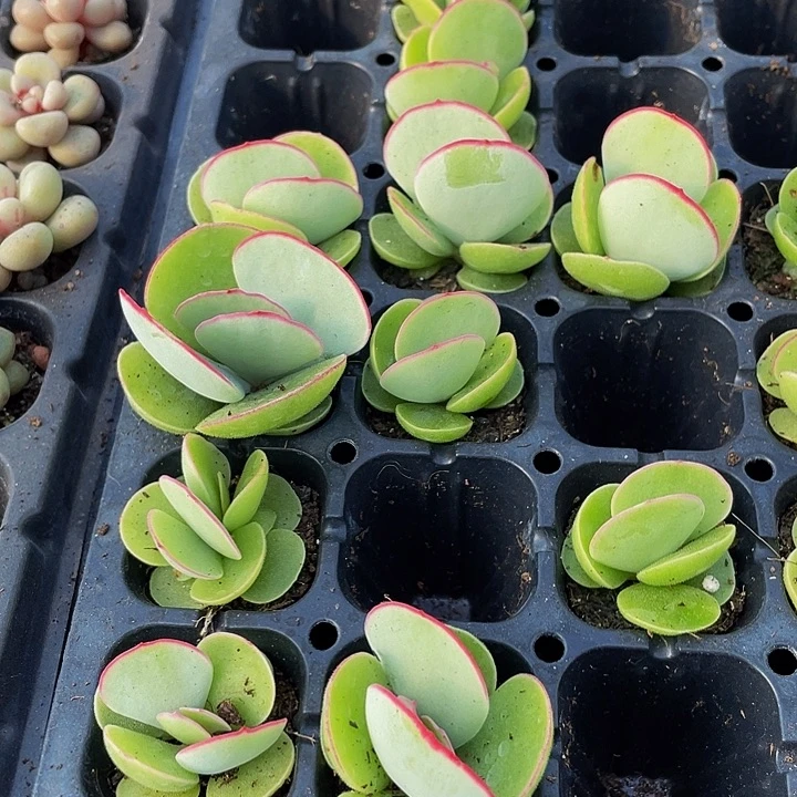 小白眉1元带土发货