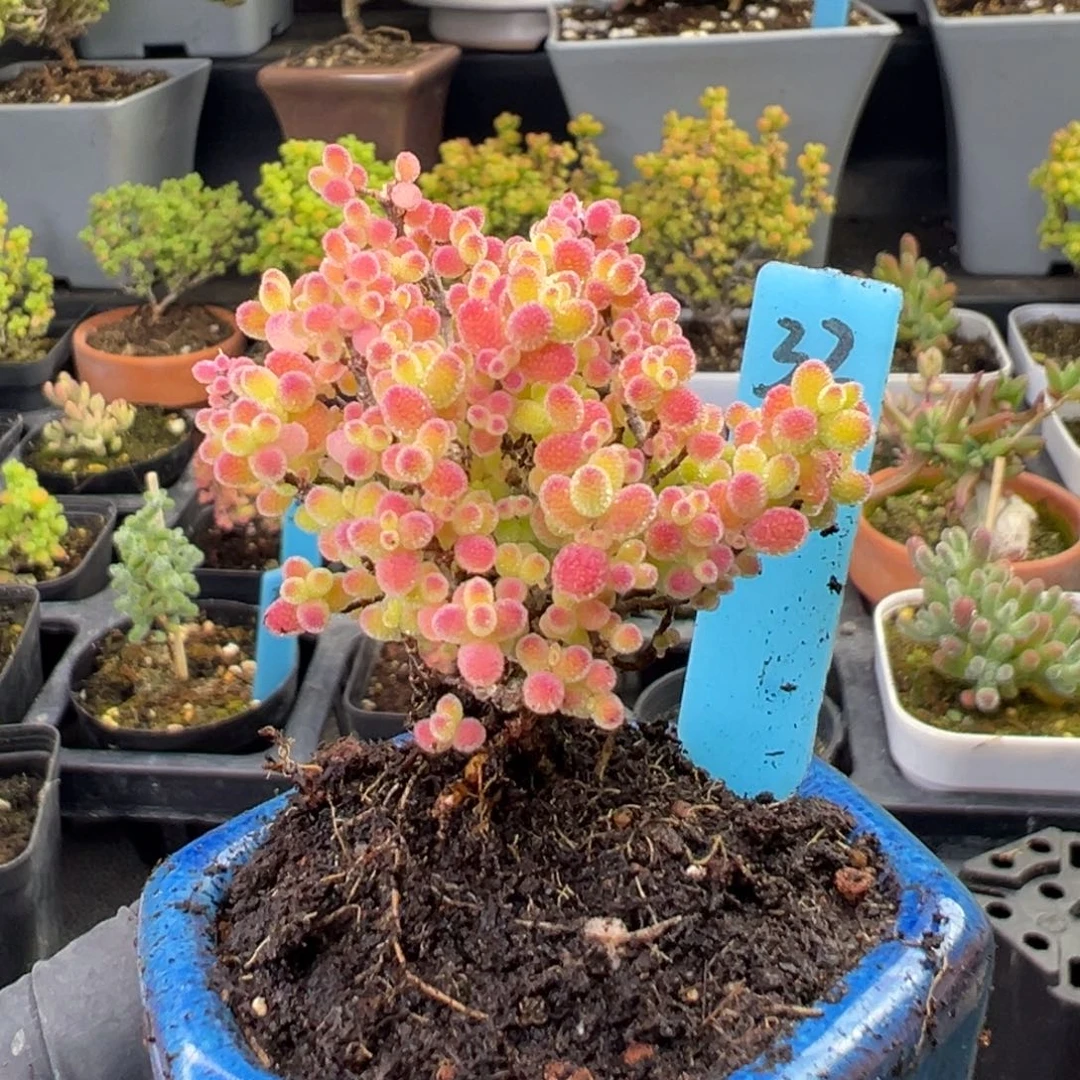 精控蜜橘糖球带盆32号