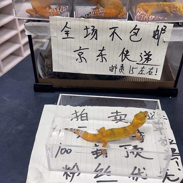 豹纹守宫必须内心暖暖的