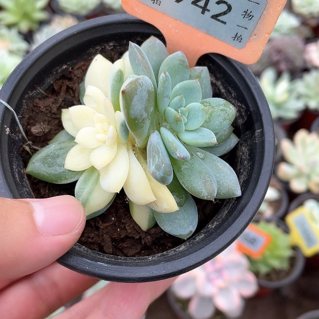 梦露阴阳942号多肉植物