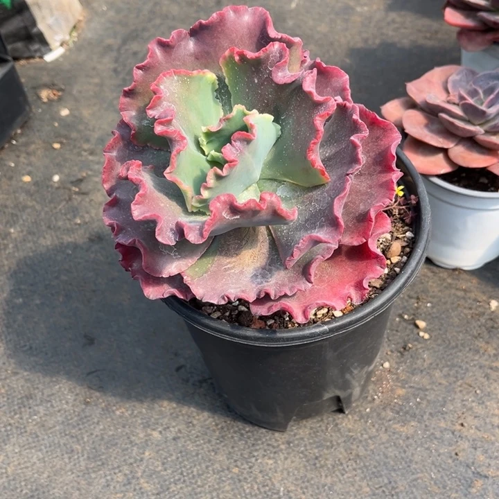 贝壳花丽多肉植物199