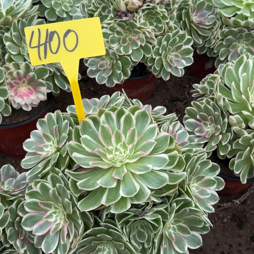 4100--孔雀翎多肉