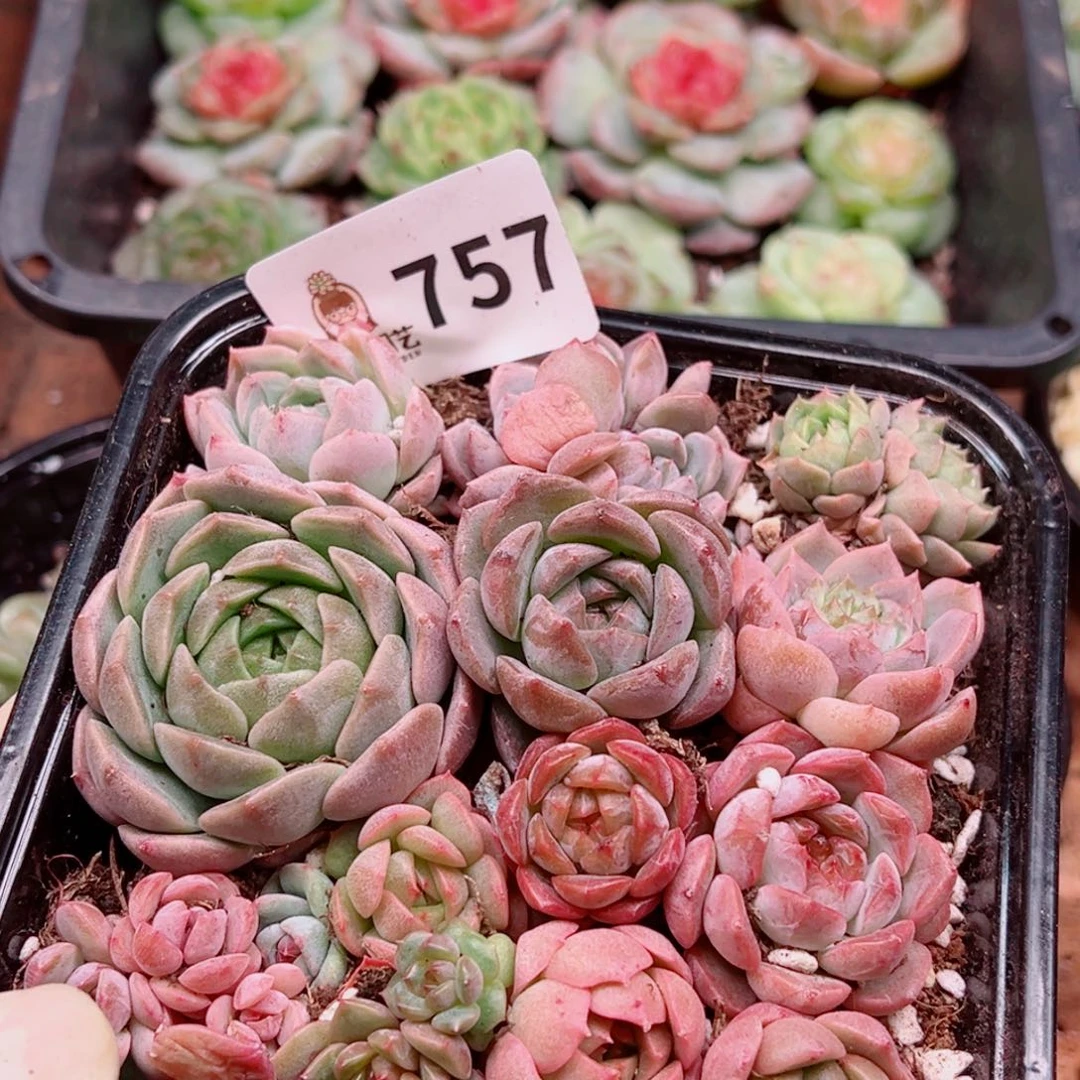 多肉植物多肉植物