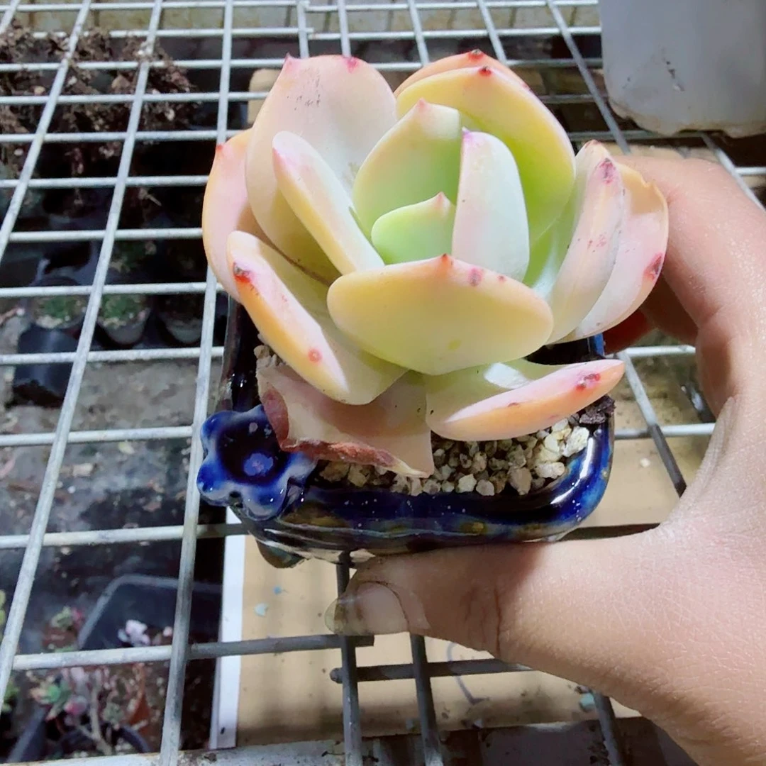 丸叶白凤带盆多肉一组
