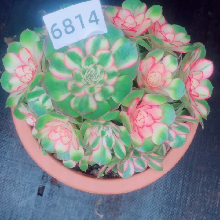 绿体荔枝超级福利