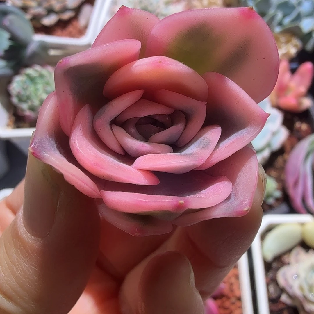 粉武仙座锦，多肉植物。