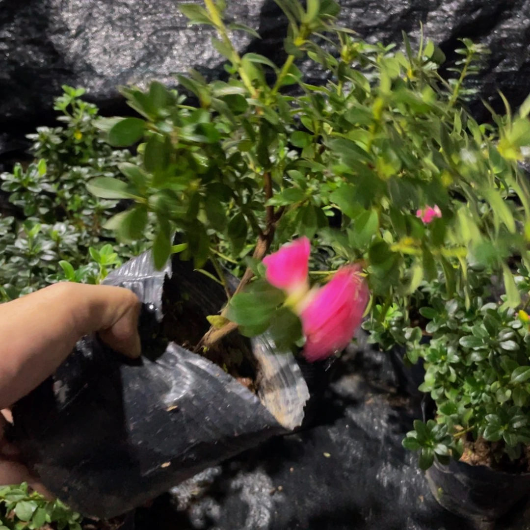 完全开放杜鹃花四季小玫瑰