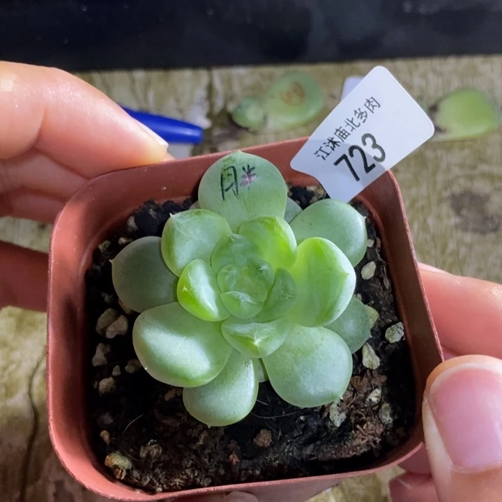 标签723黄胖子一个多肉