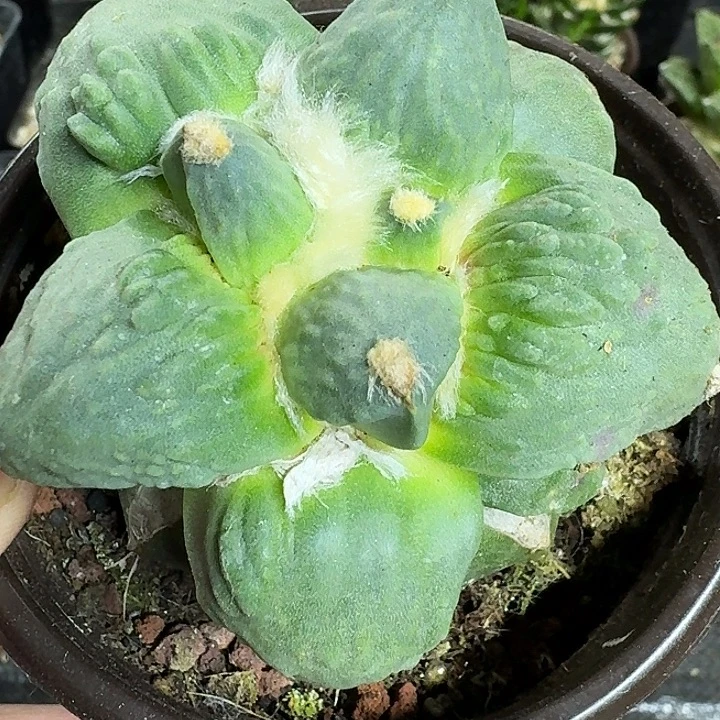 无花朵苗接大尤怒涛033