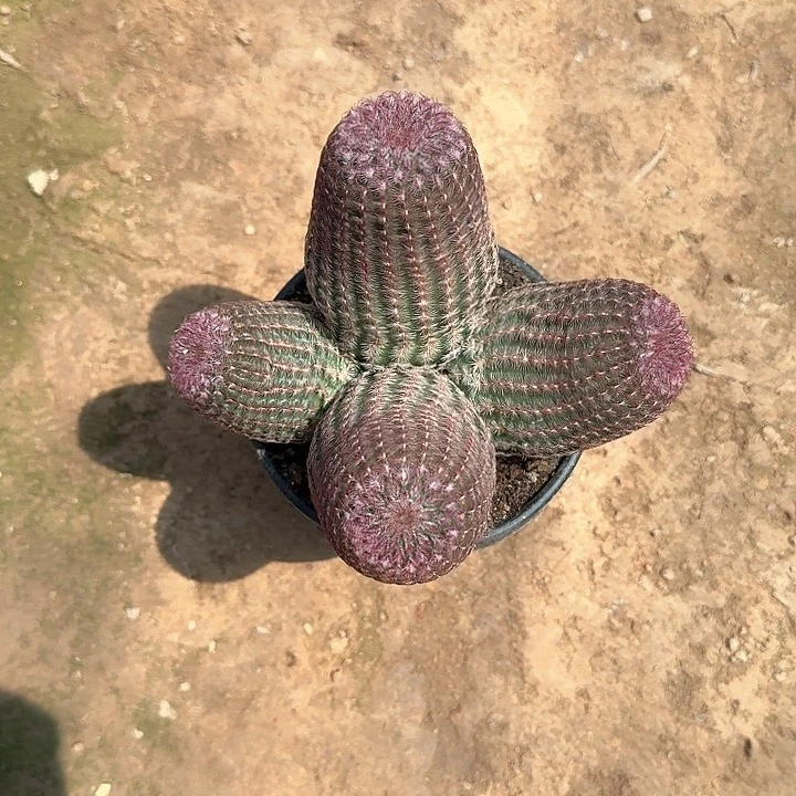 阳*哈哈哈哈哈哈哈哈