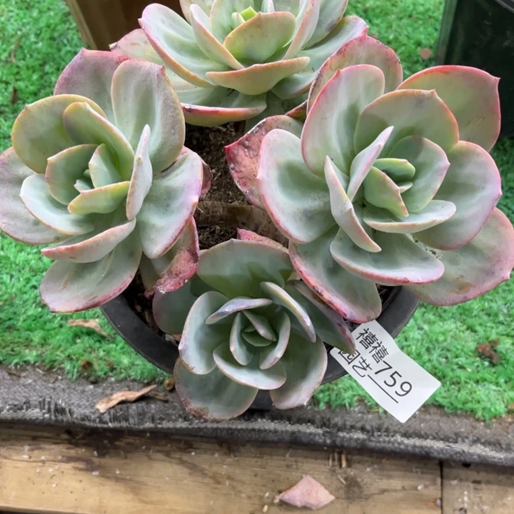 759凤群多肉植物瑕疵