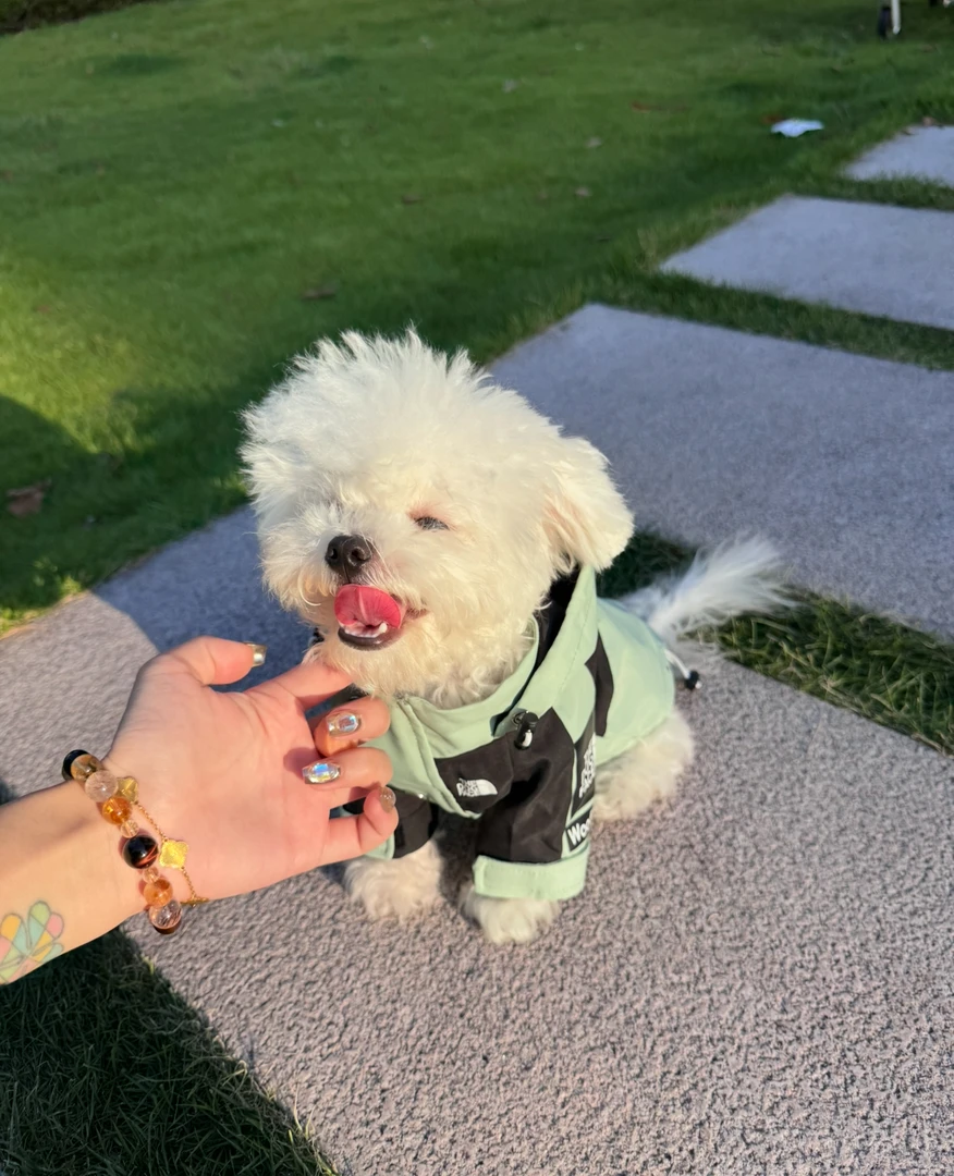 宠物好看衣服 户外防水防风防寒冲锋衣 宠物潮牌 猫犬时尚外套