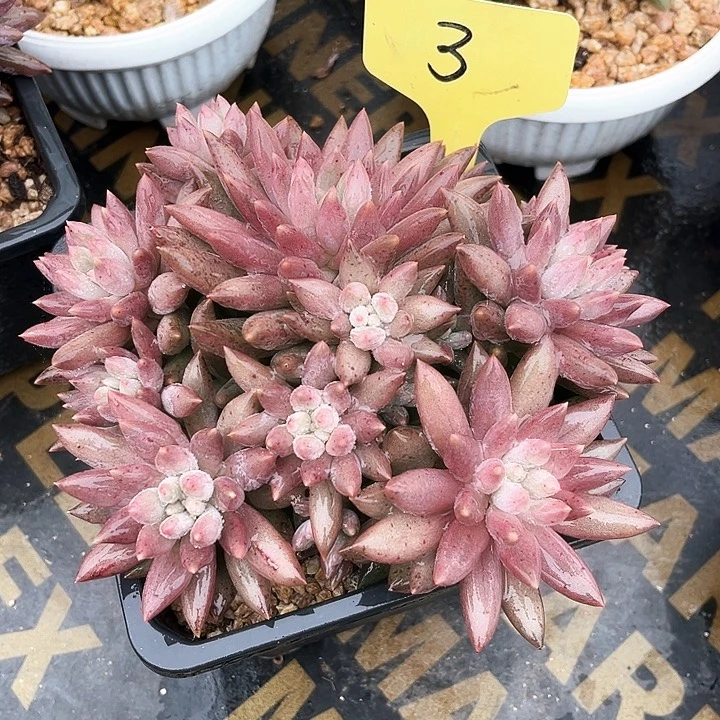 红蜻蜓3号码牌子的话