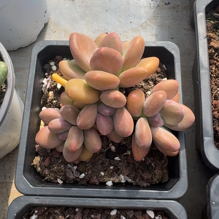 芒果奶 4头 一物一拍