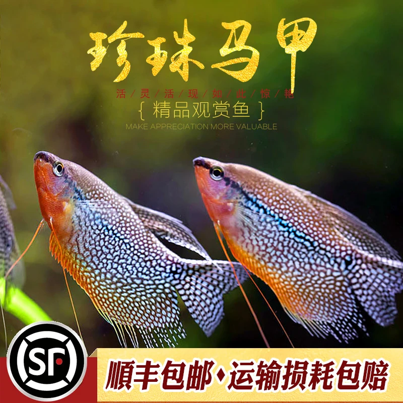 珍珠马甲鱼小型热带鱼观赏鱼金马甲鱼国斗耐寒不打氧新手小鱼活体
