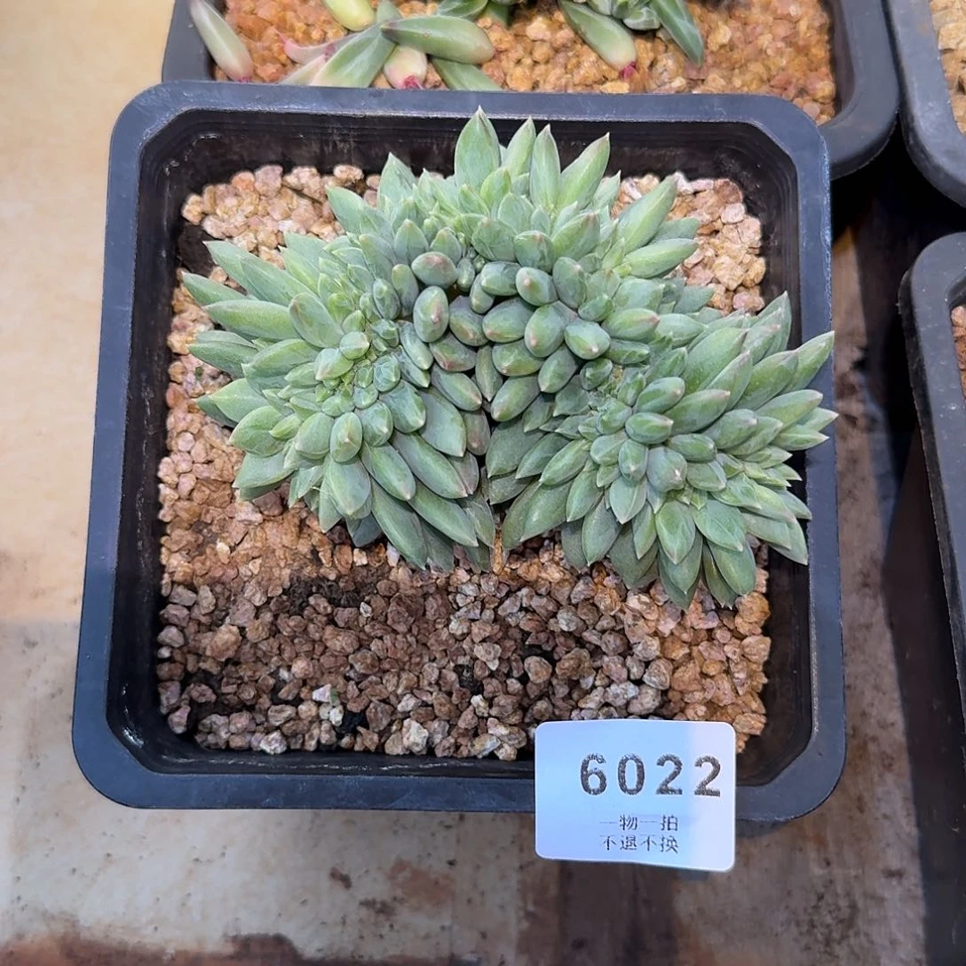 雨***果6022号美人系缀化