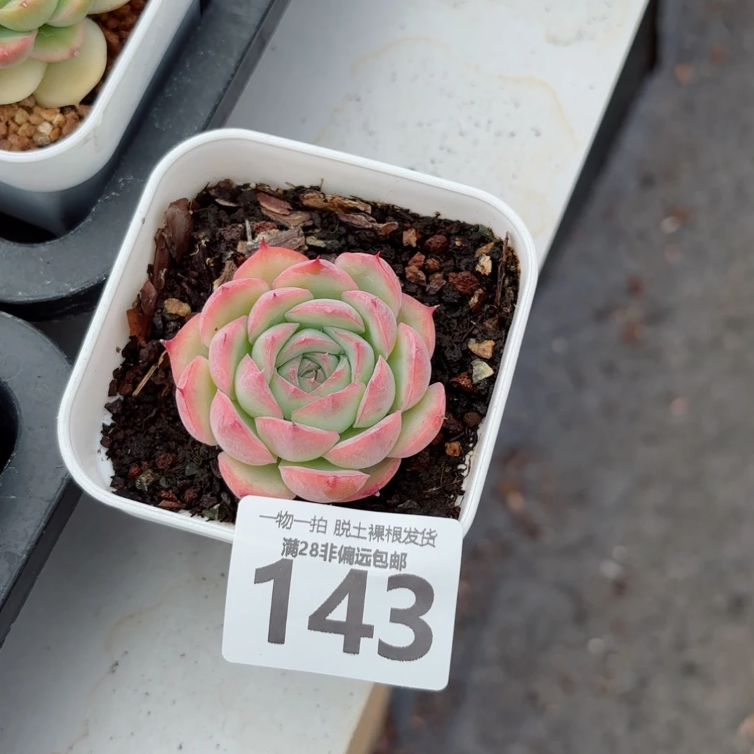 侧影单头无盆土发货