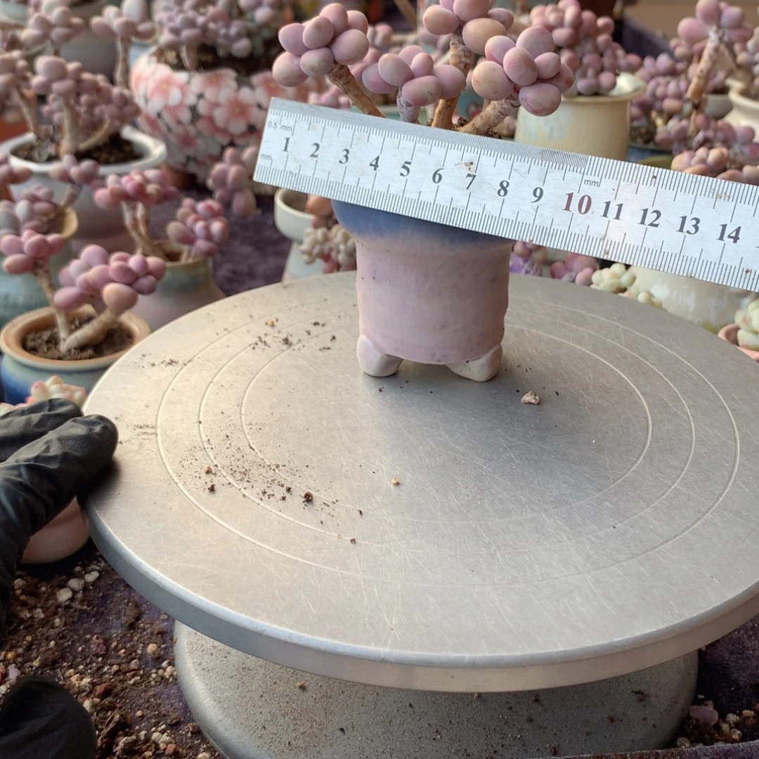 65号桃蛋带盆偏远地区不包邮的