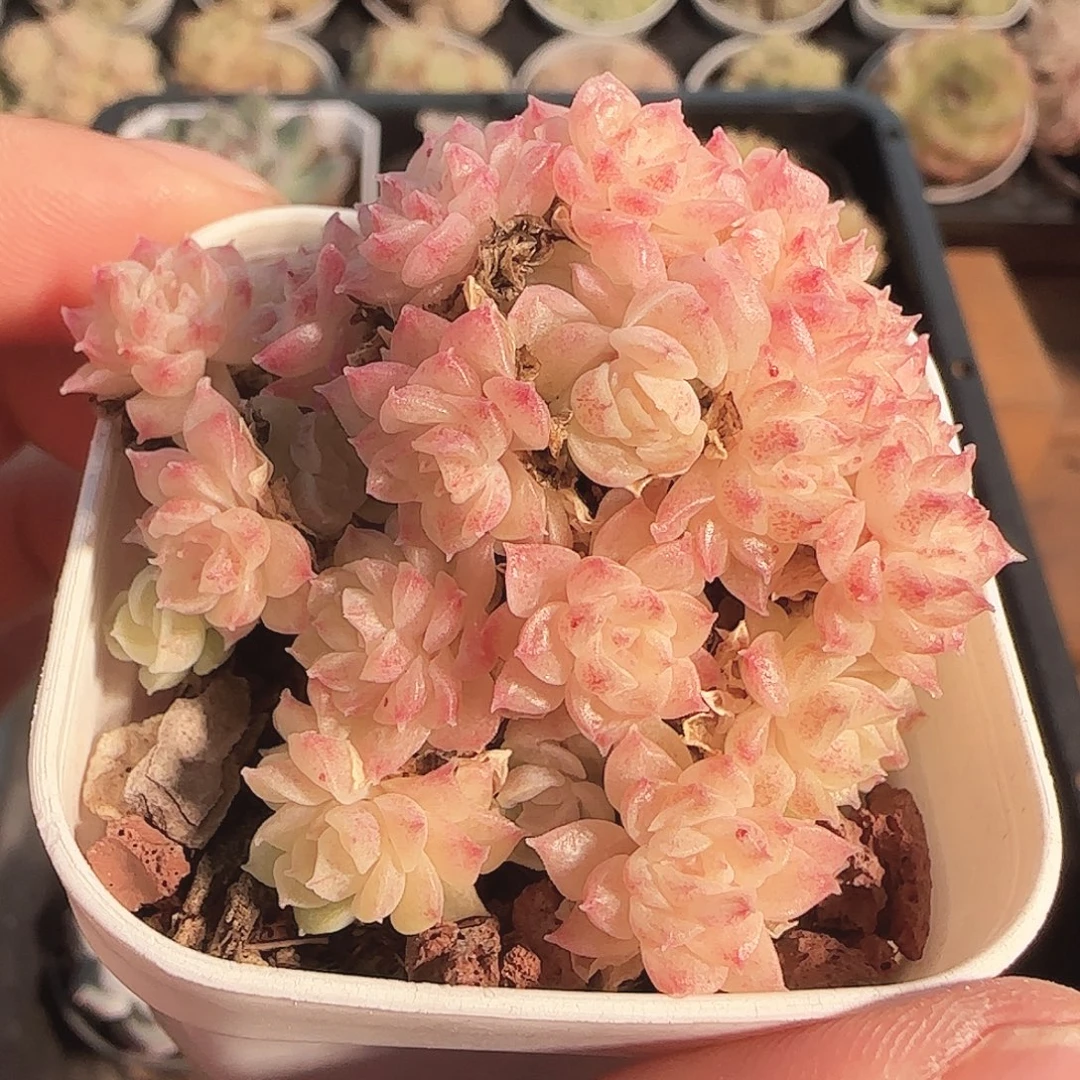 多肉1122-108麦秆群