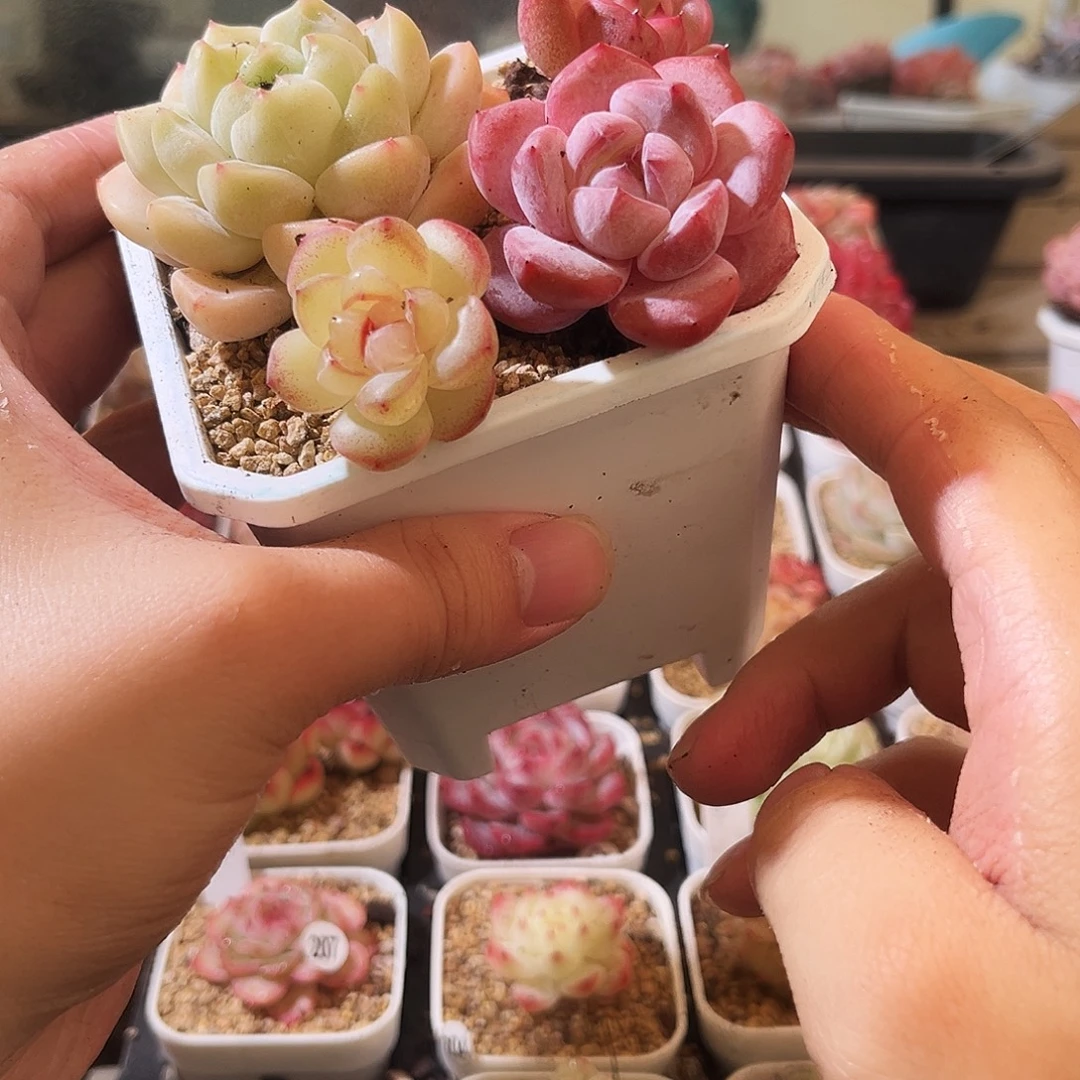 糖心拼盘也一拍一