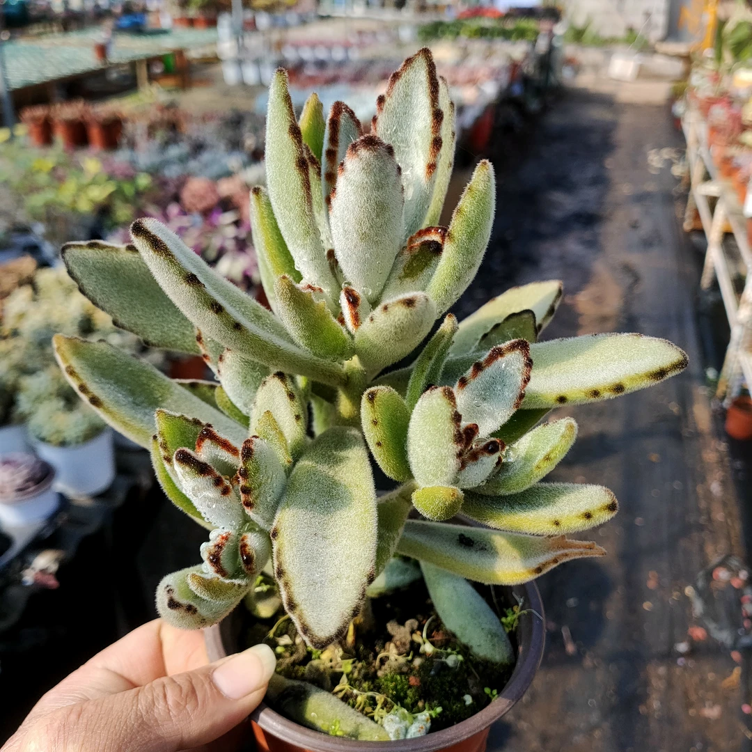 月兔耳 满20包邮 不带盆土发货 以直播间为准 多肉植物