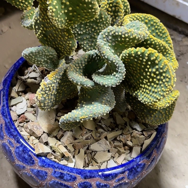 封***爱缀化仙人掌东北货