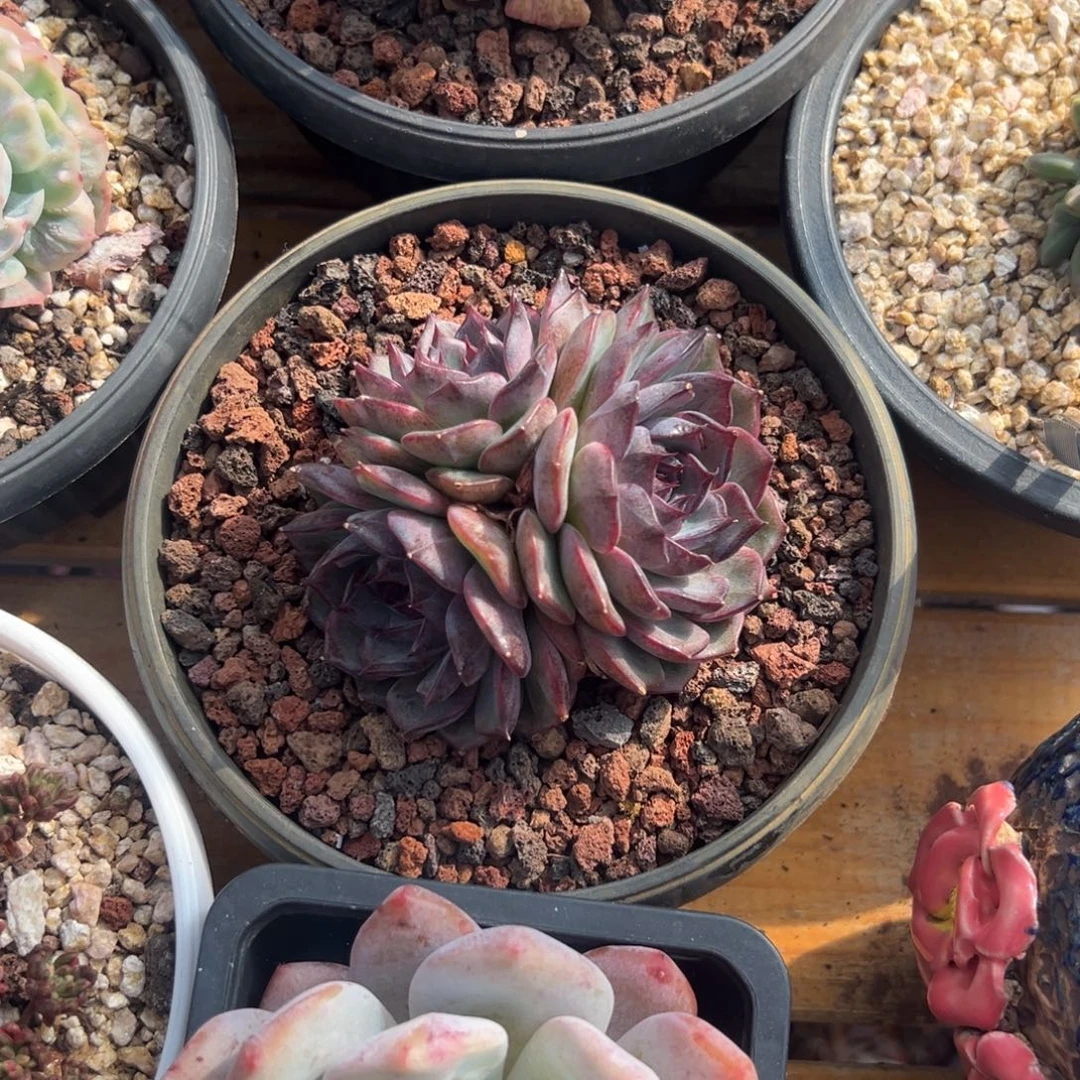 多肉三头Q橙【满18包邮】