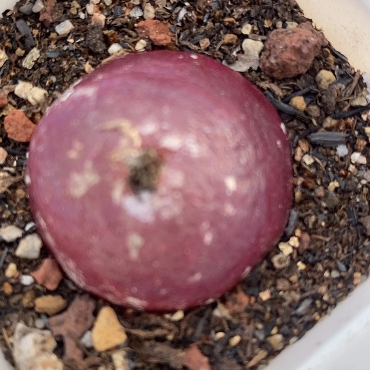 26232一颗一颗一颗