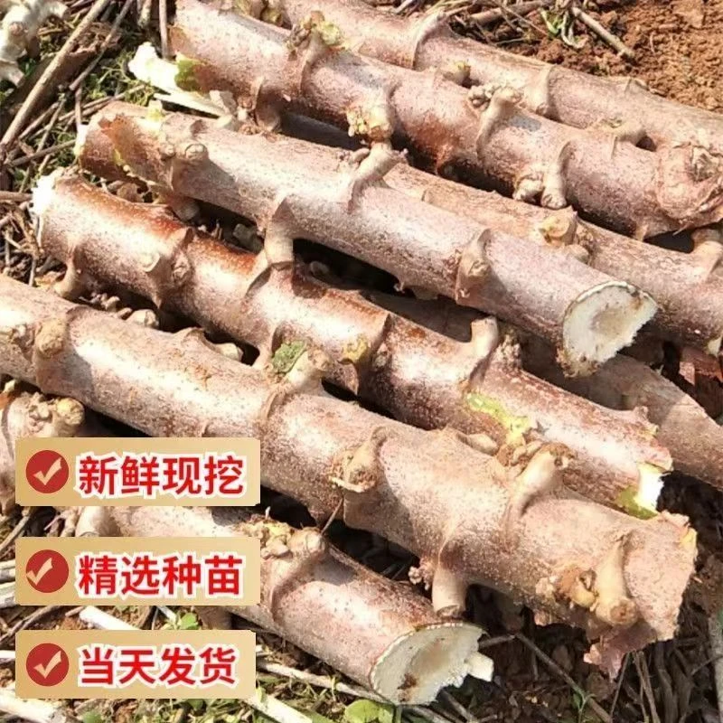 面包木薯黄心木薯高产好成活耐寒耐旱管理简单