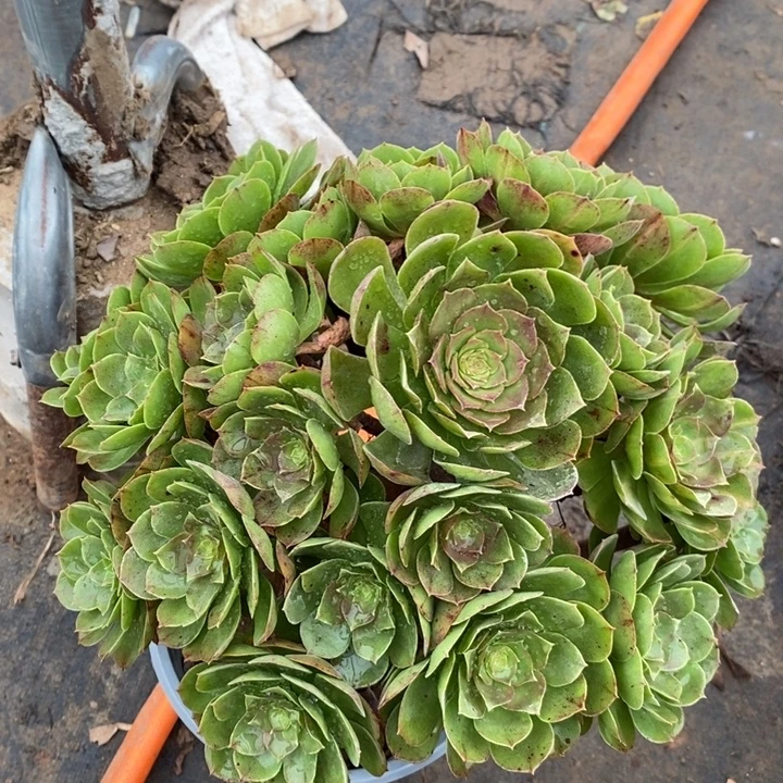 万圣节5多肉植物法师法师