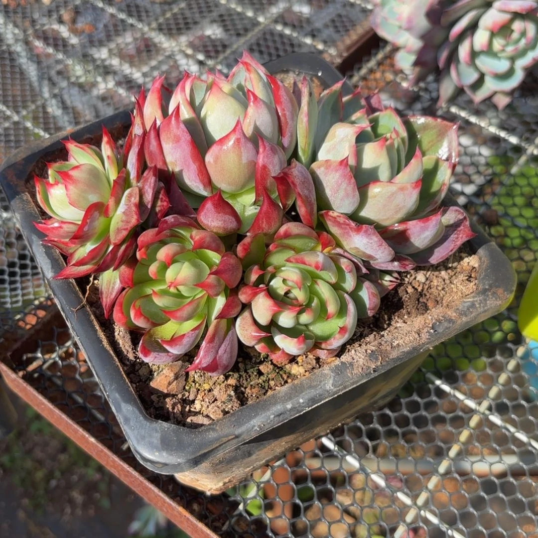 S****哈哈哈哈哈哈好吧宝贝宝贝宝贝宝贝