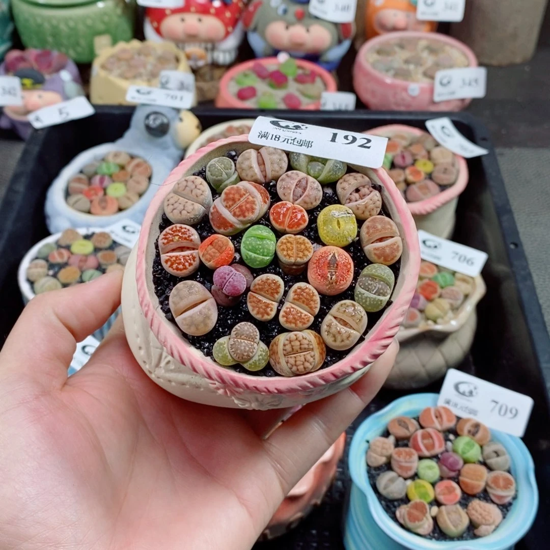 生日石花花花花花192
