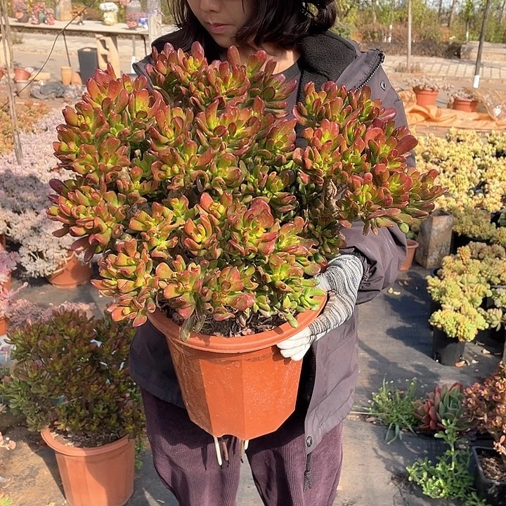 招财猫39米 量拍多肉